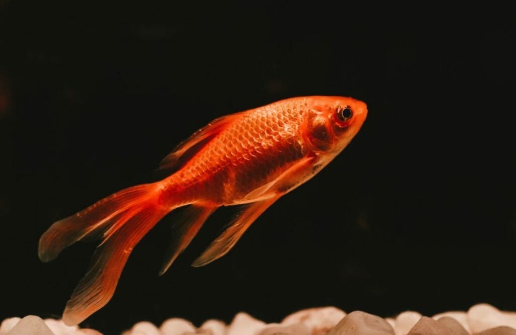 poisson_rouge_voiture-1100x715